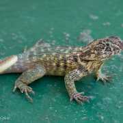 Lézard cochon Cuba