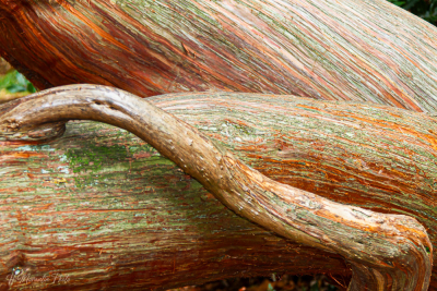 Structure végétale