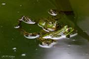 Grenouilles au jardin Taïlandais