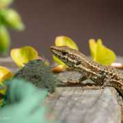 Lézard des murailles