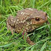 Crapaud du jardin