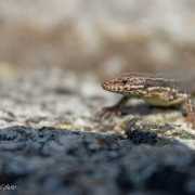 Lézard des murailles