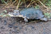 Tortue terrestre Afrique du sud