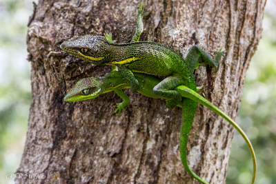 Couple de lézards Cuba