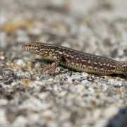 Lézard des murailles