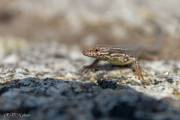 Lézard des murailles