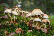 Champignons de la forêt