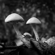 Agaric champêtre