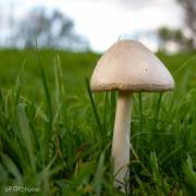 Agaric