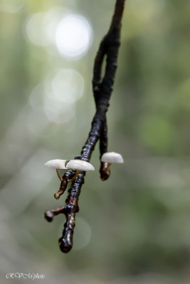 Champignons