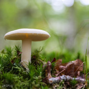 Amanite