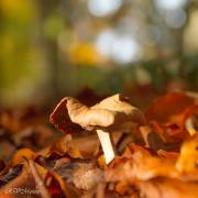 Clitocybe des feuilles