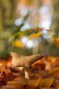 Clitocybe des feuilles