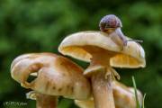 Le gourmand de champignons