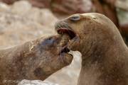 Otaries (Iles Ballestas, Pérou)