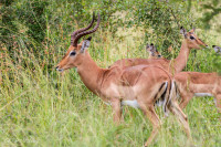Impala, Afrique du sud
