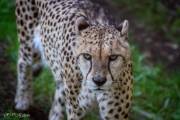Guépard, zoo de Pont-Scorff
