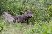 Phacochère Afrique du sud