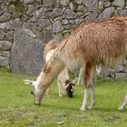 Lamas (Pérou, Machu Pichu)