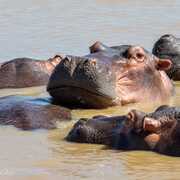 Hippopotame Afrique du sud