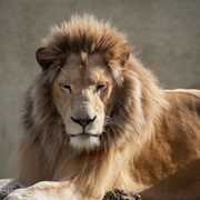 Sa majesté le lion, zoo de Pont-Scorff
