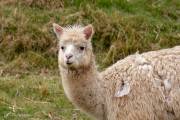 Alpaca (Pérou)