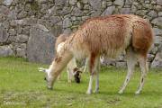 Lamas (Pérou, Machu Pichu)