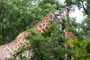 Girafe Afrique du sud