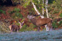 Cerf 14 cors au brâme