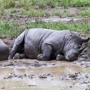 Rhinocéros blanc Afrique du sud