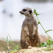 Suricate