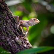 Gecko, Vietnam