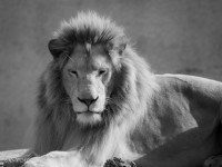 Le roi des animaux, zoo de Pont-Scorff