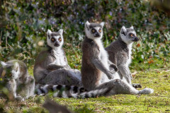 Les surricates en veille, zoo de Pont-Scorff