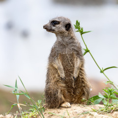 Suricate