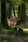 Daim mâle dans les bois