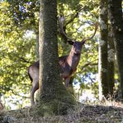 Daim au parc du Sterou