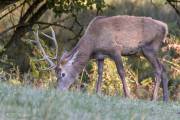 Cerf au parc du Sterou