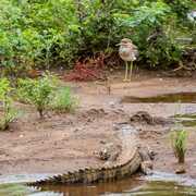 Crocodile et vanneau Afrique du sud