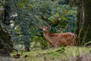 Daim mâle dans les bois