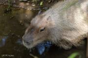 Capybara