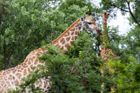 Girafe, Afrique du sud
