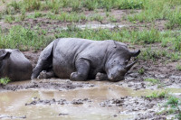 Rhinocéros blanc, Afrique du sud