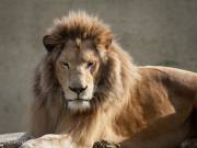 Sa majesté le lion, zoo de Pont-Scorff