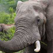 Eléphant Afrique du sud