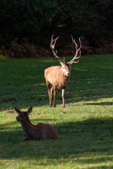 Cerf 14 cors et biche