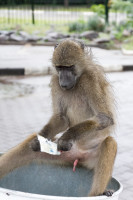 Babouin, Afrique du sud