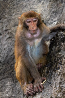 Singe de la baie d'Halong, Vietnam