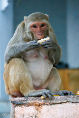 Singe macaque, Pushkar, Inde