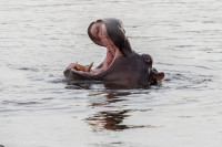 Hippopotame, Afrique du sud